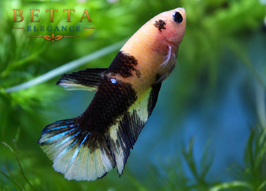 LIVE FEMALE BETTA / YELLOW FANCY HMPK #FM1116