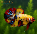 LIVE MALE BETTA / NEMO CANDY HMPK #ML1008