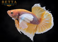 LIVE MALE BETTA / PINEAPPLE DUMBO HMPK #ML1225