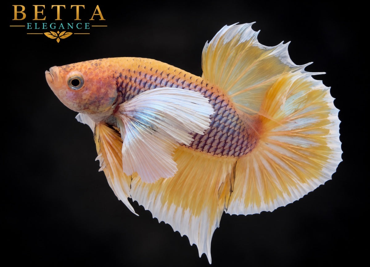 LIVE MALE BETTA / PINEAPPLE DUMBO HMPK #ML1225