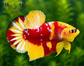 EXOTIC LIVE MALE BETTA / NEMO CANDY GALAXY HMPK #ML0857