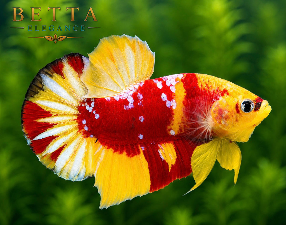EXOTIC LIVE MALE BETTA / NEMO CANDY GALAXY HMPK #ML0857