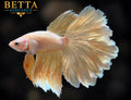 LIVE MALE BETTA / SUPER GOLD ROSETAIL #ML1247
