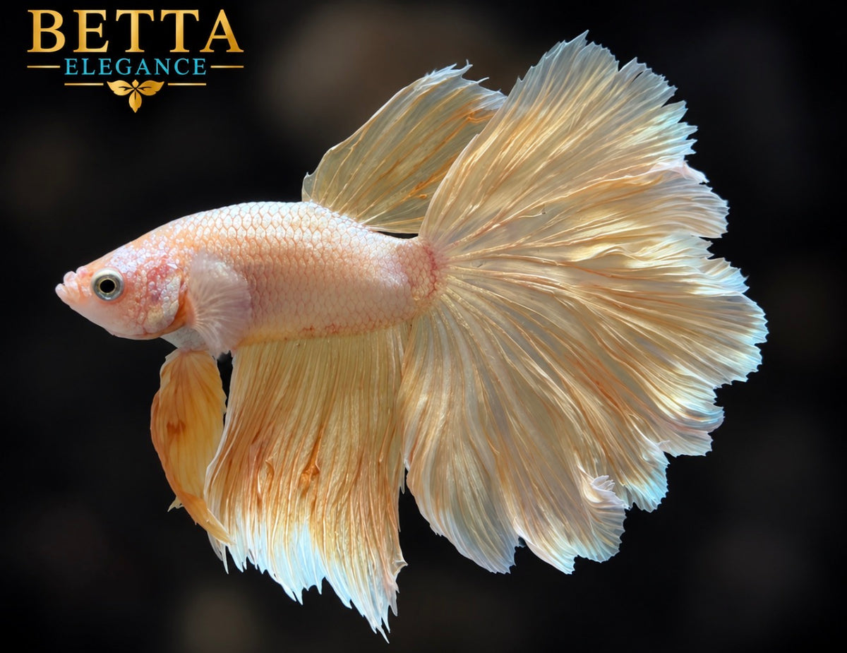 LIVE MALE BETTA / SUPER GOLD ROSETAIL #ML1247