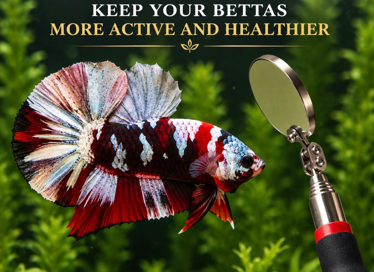 BETTA TRAINING MIRROR STICK