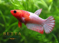 LIVE FEMALE BETTA / ORANGE FANCY COPPER STAR TAIL HMPK #FM1121