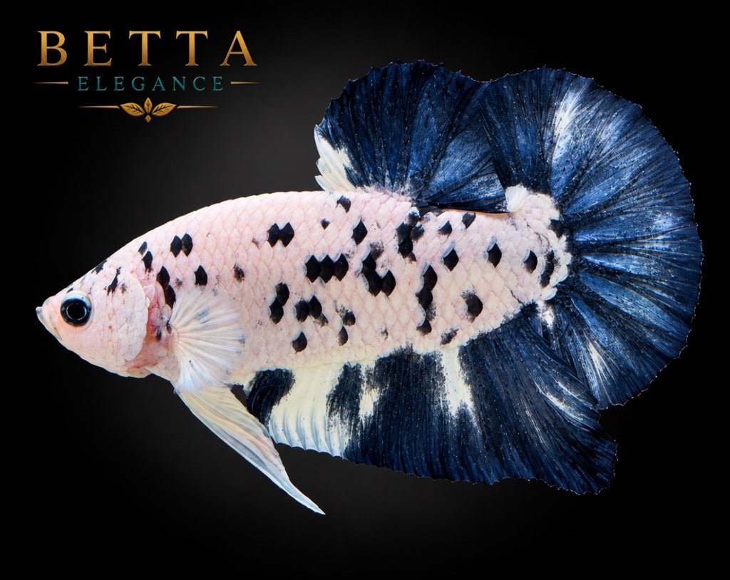 LIVE MALE BETTA / BLUE RIM MILK COW HMPK #ML1214