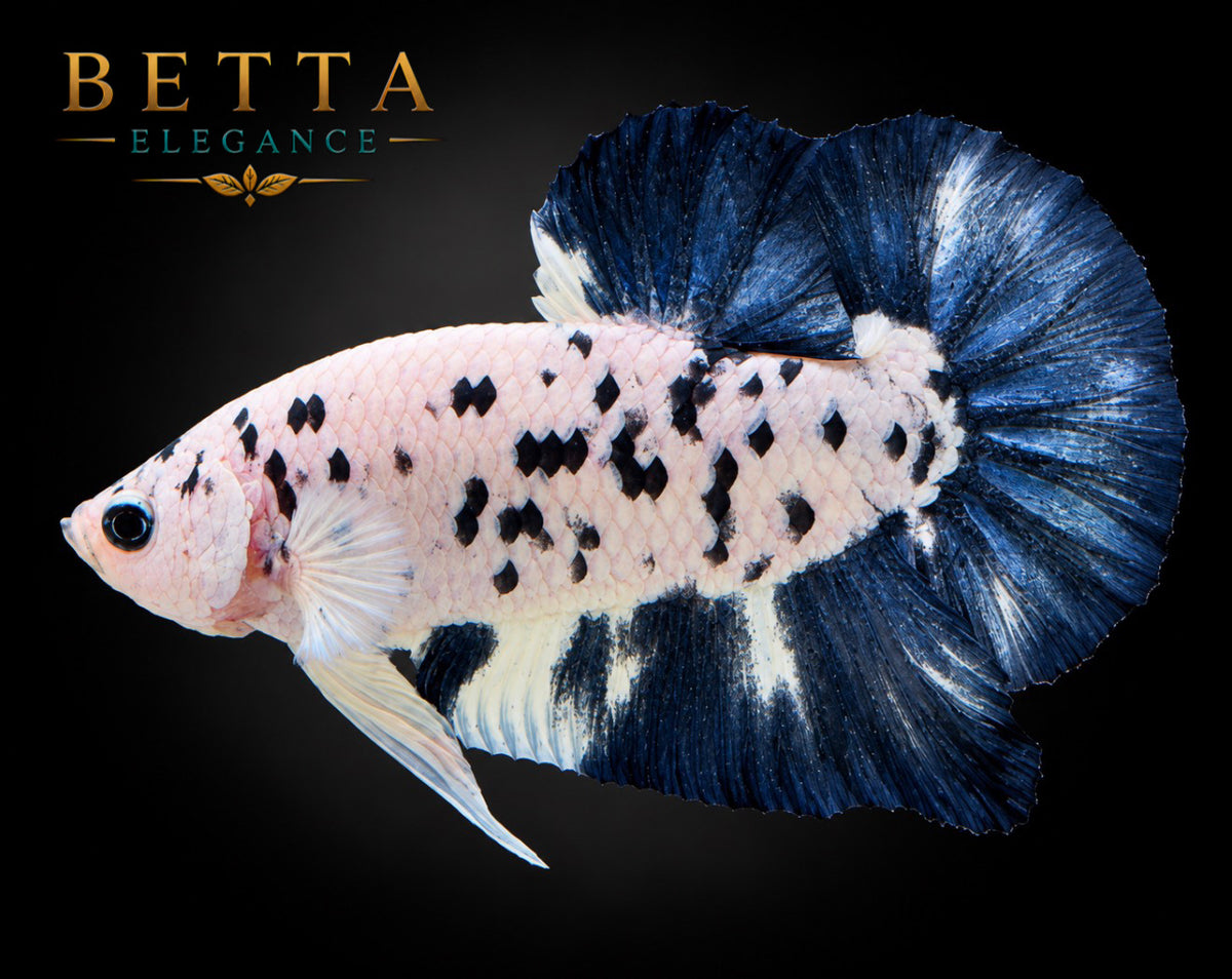 LIVE MALE BETTA / BLUE RIM MILK COW HMPK #ML1214