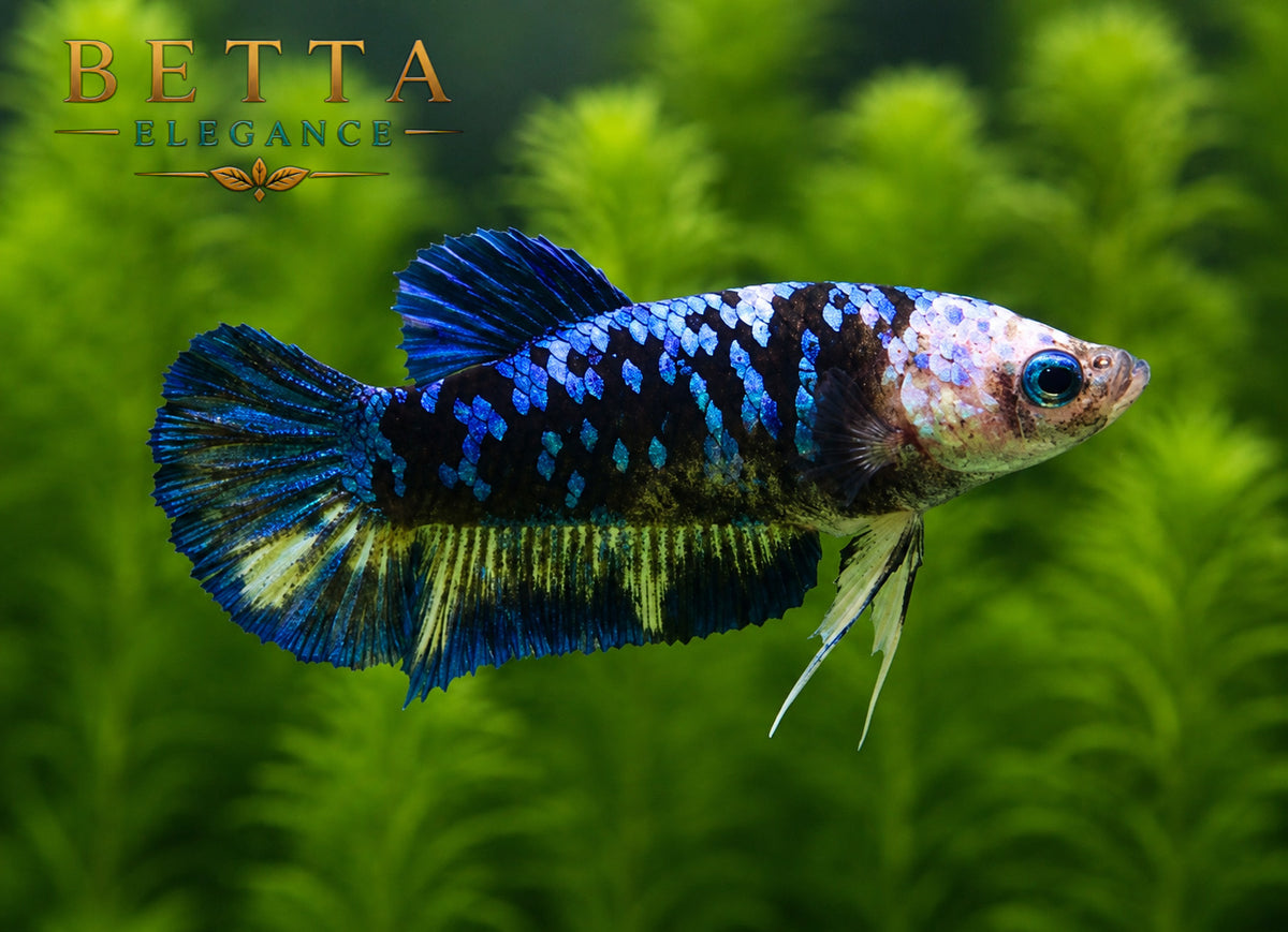 LIVE FEMALE BETTA / BLACK BLUE GALAXY HMPK #FM979
