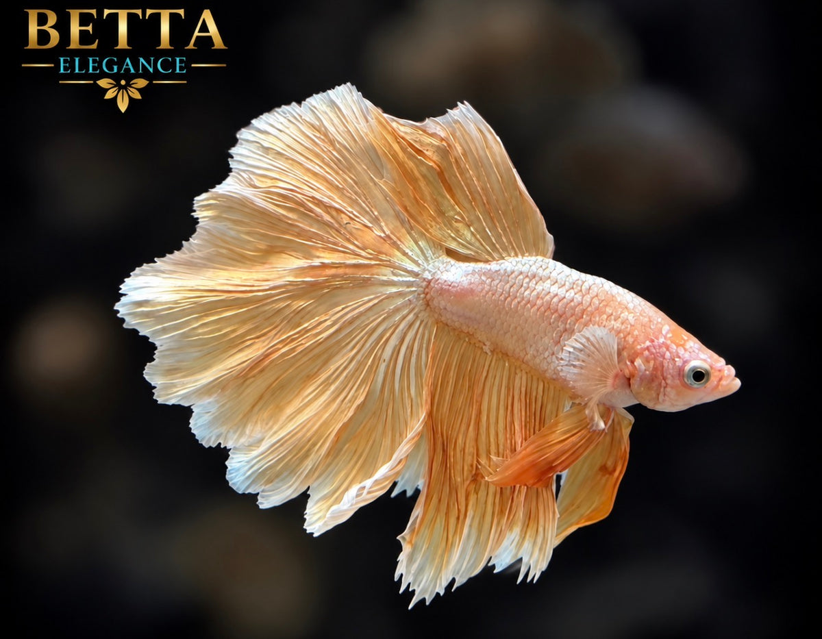 LIVE MALE BETTA / SUPER GOLD ROSETAIL #ML1247