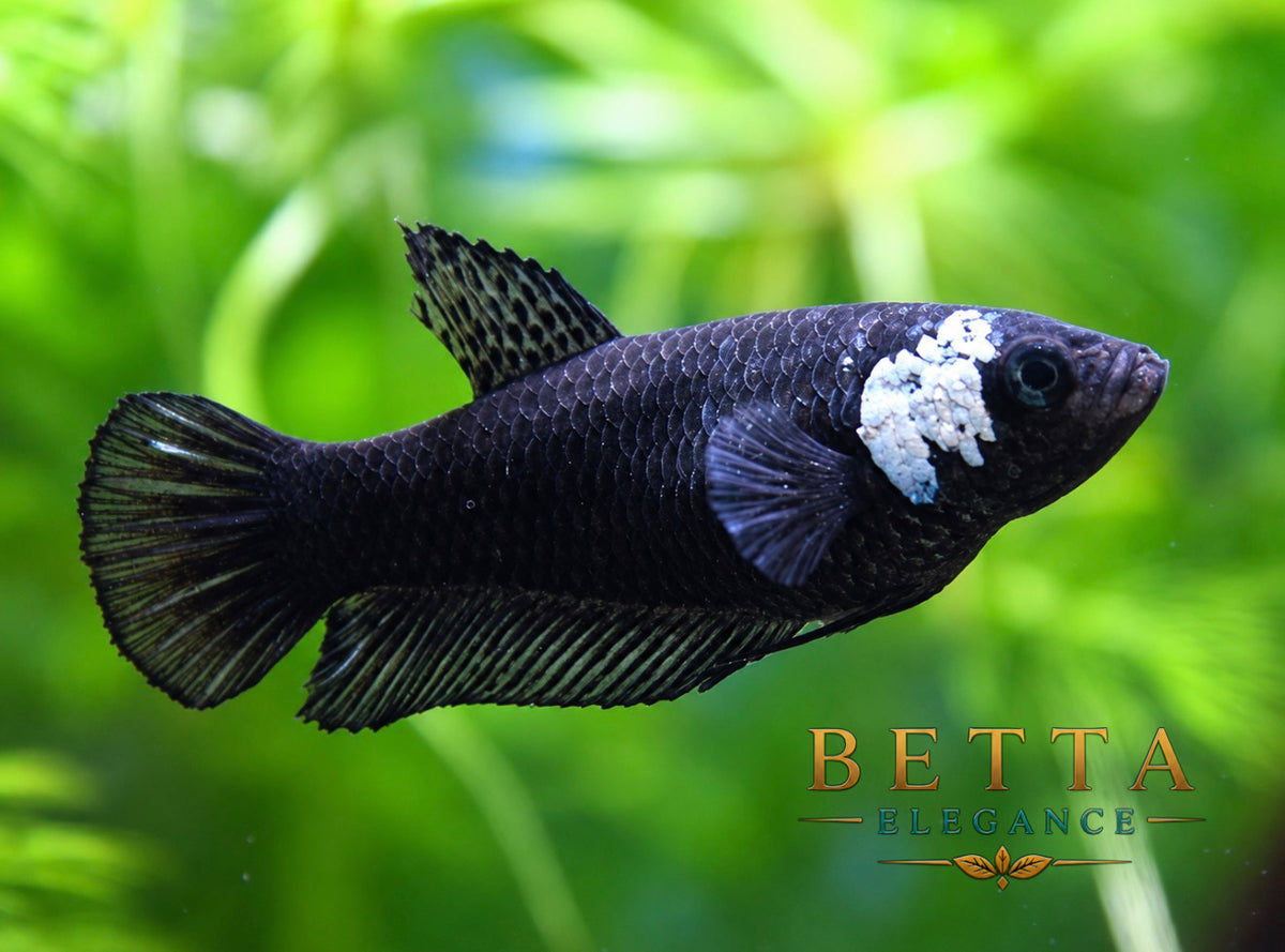 LIVE FEMALE BETTA / BLACK SAMURAI #FM1118