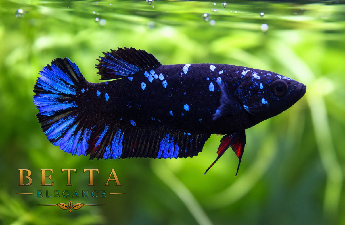 LIVE FEMALE BETTA / BLACK BLUE GALAXY HMPK #FM1119
