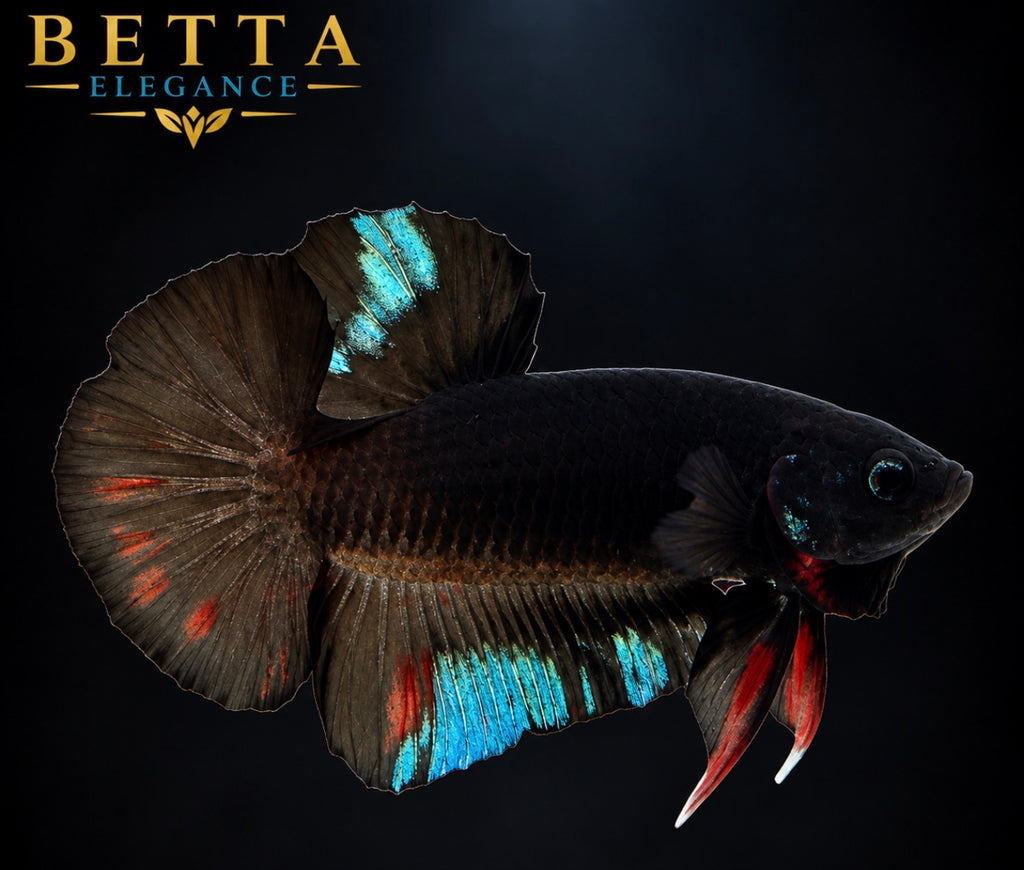 LIVE MALE BETTA / BLACK AVATAR HMPK #ML1227