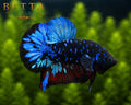 LIVE MALE BETTA / BLACK BLUE GALAXY HMPK #ML0989