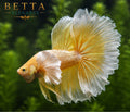 LIVE MALE BETTA / GOLD DUMBO HALFMOON #ML0978