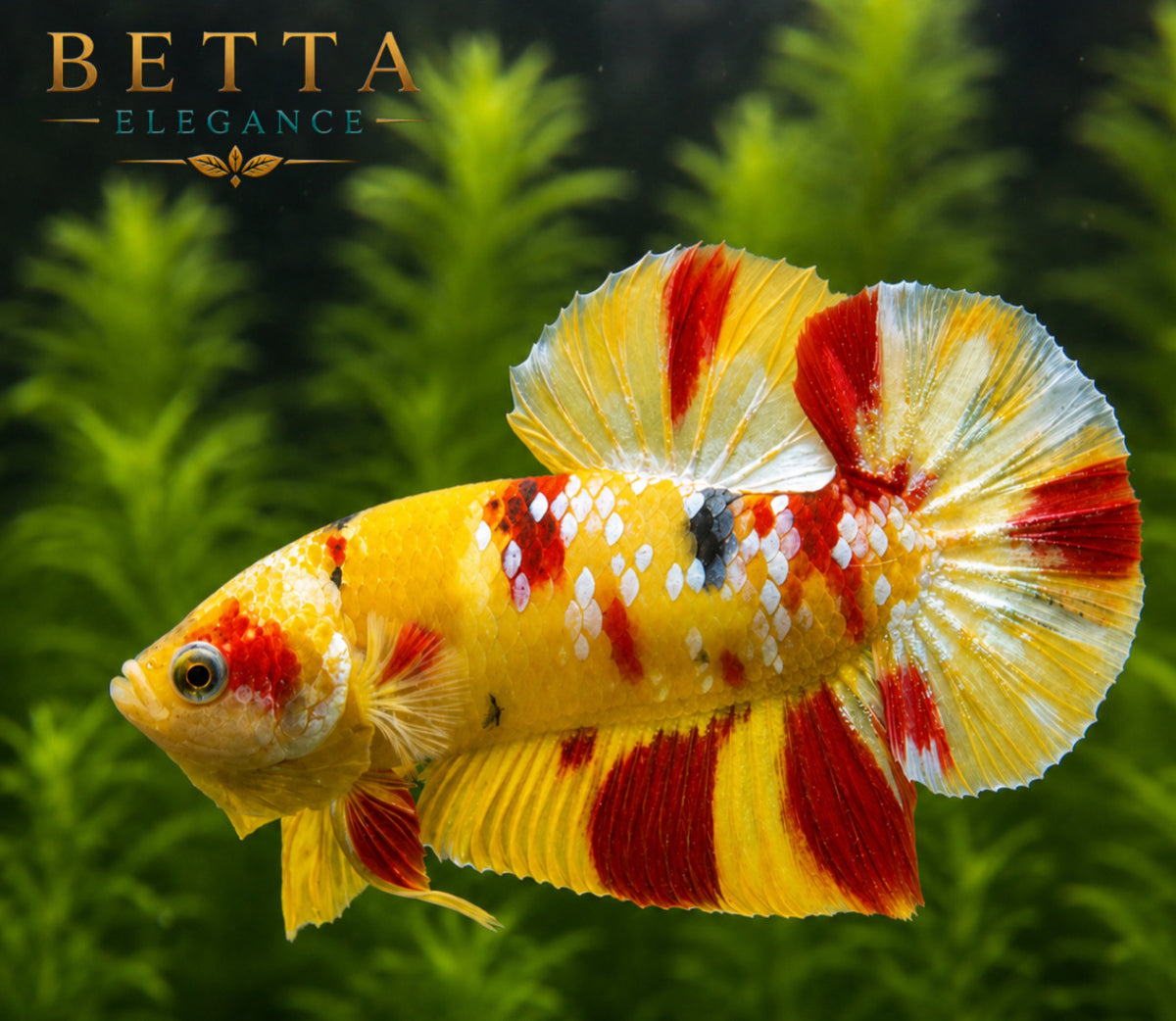 EXOTIC LIVE MALE BETTA / NEMO GALAXY HMPK #ML0983