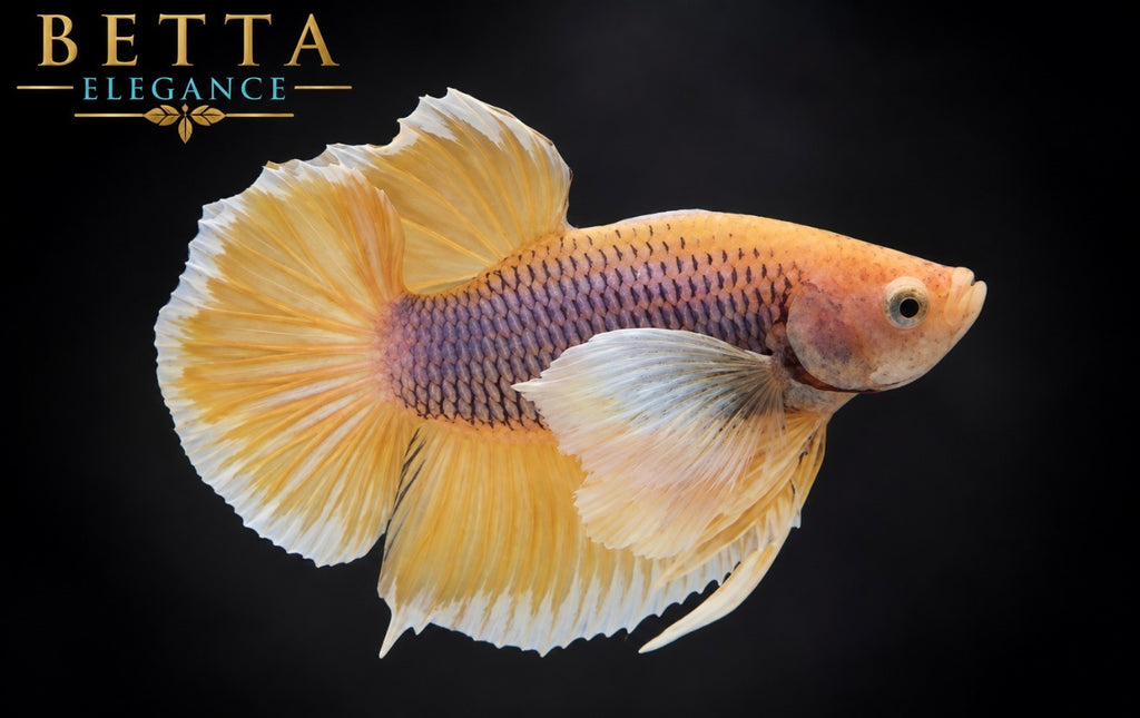 LIVE MALE BETTA / PINEAPPLE DUMBO HMPK #ML1225