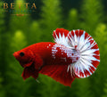 LIVE MALE BETTA / RED FANCY STAR TAIL HMPK #ML0998