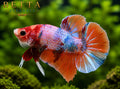 LIVE MALE BETTA/ NEMO GALAXY HMPK #ML1002