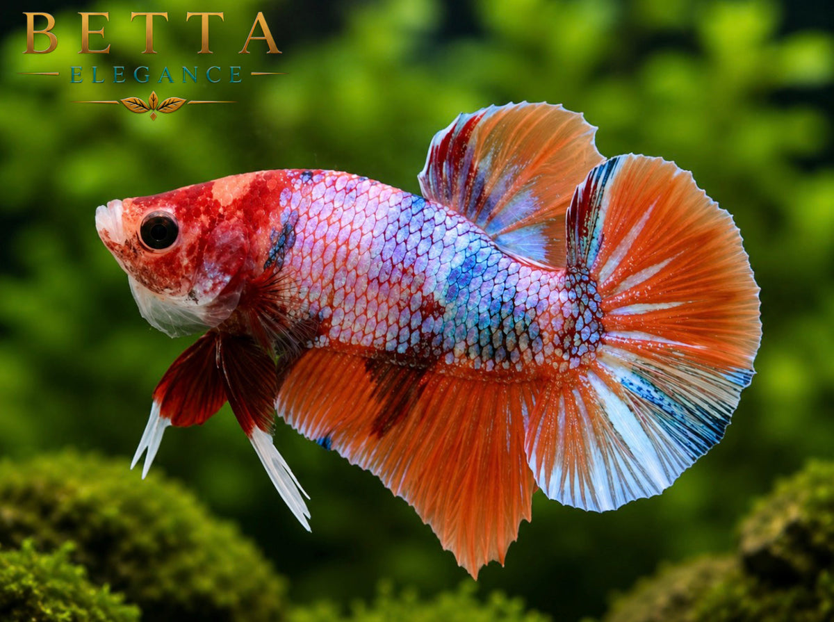 LIVE MALE BETTA/ NEMO GALAXY HMPK #ML1002