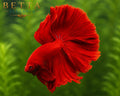 LIVE MALE BETTA / SUPER RED HALFMOON #ML0976