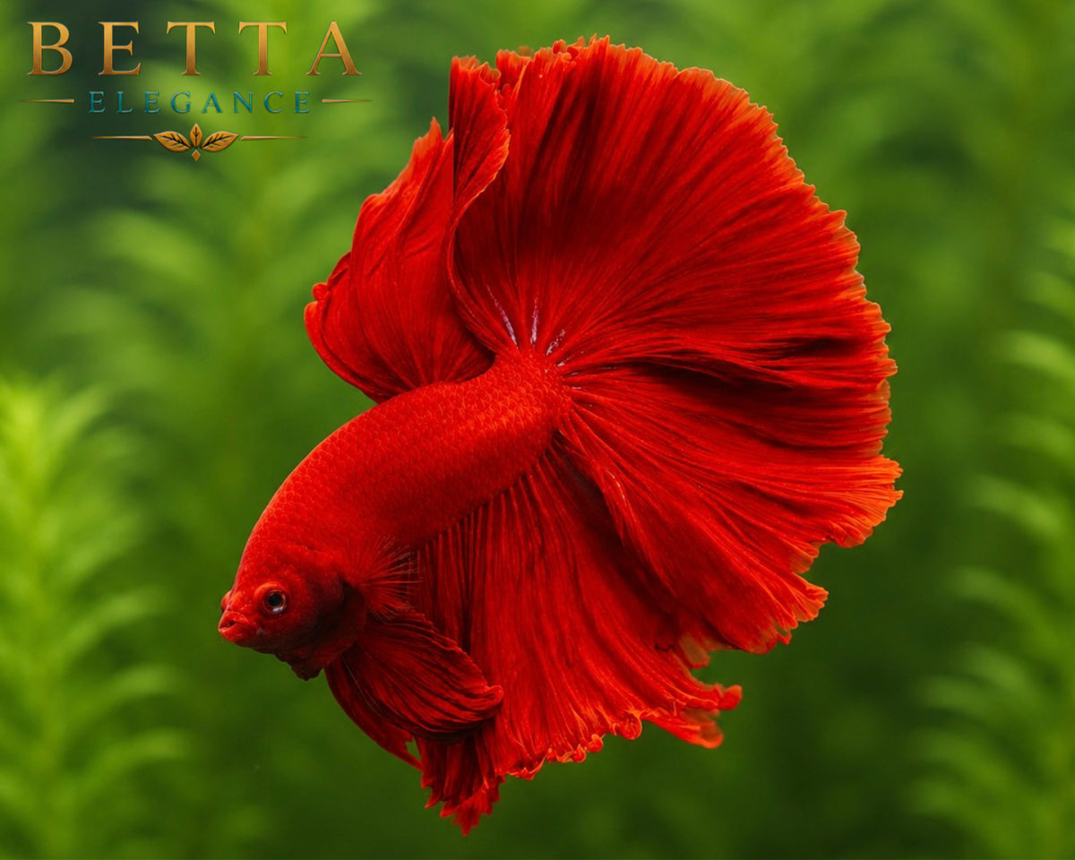 LIVE MALE BETTA / SUPER RED HALFMOON #ML0976