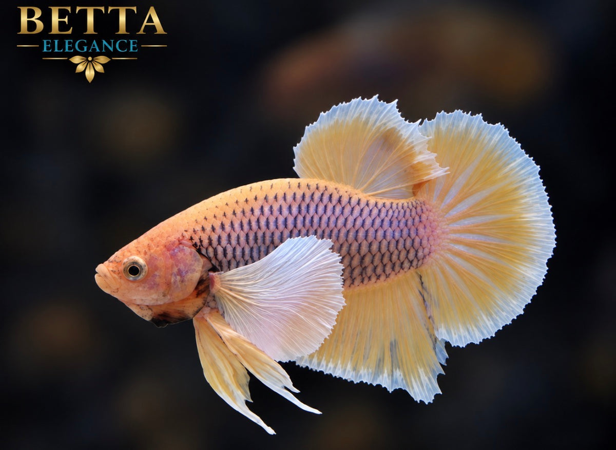 LIVE MALE BETTA / PINEAPPLE DUMBO HMPK #ML1249