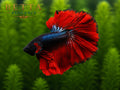 LIVE MALE BETTA / FANCY HALFMOON #ML0849