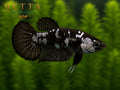 LIVE FEMALE BETTA / BLACK SAMURAI HMPK #FM980