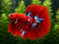 LIVE MALE BETTA / RED GALAXY HALFMOON #ML0992