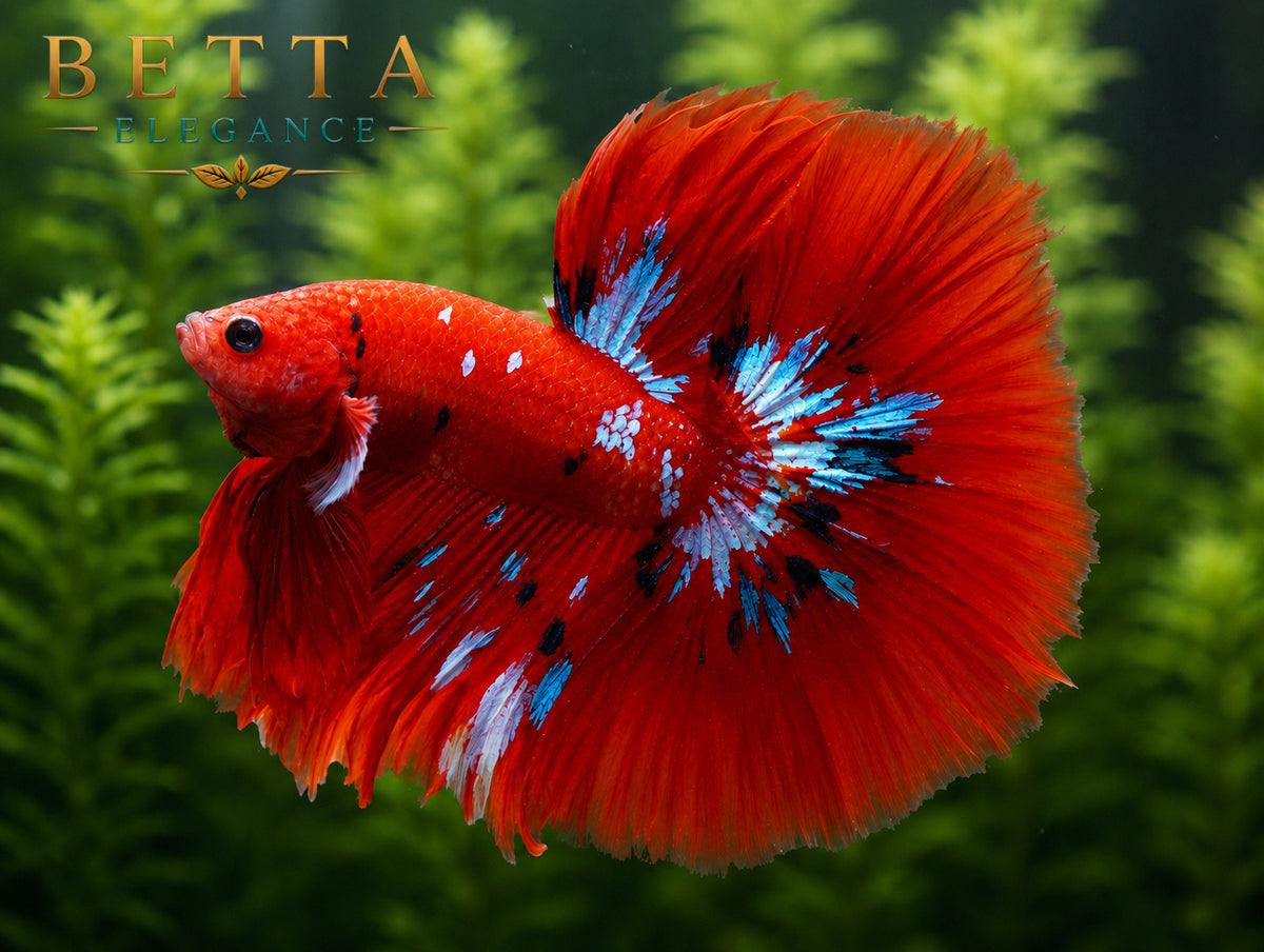 LIVE MALE BETTA / RED GALAXY HALFMOON #ML0992