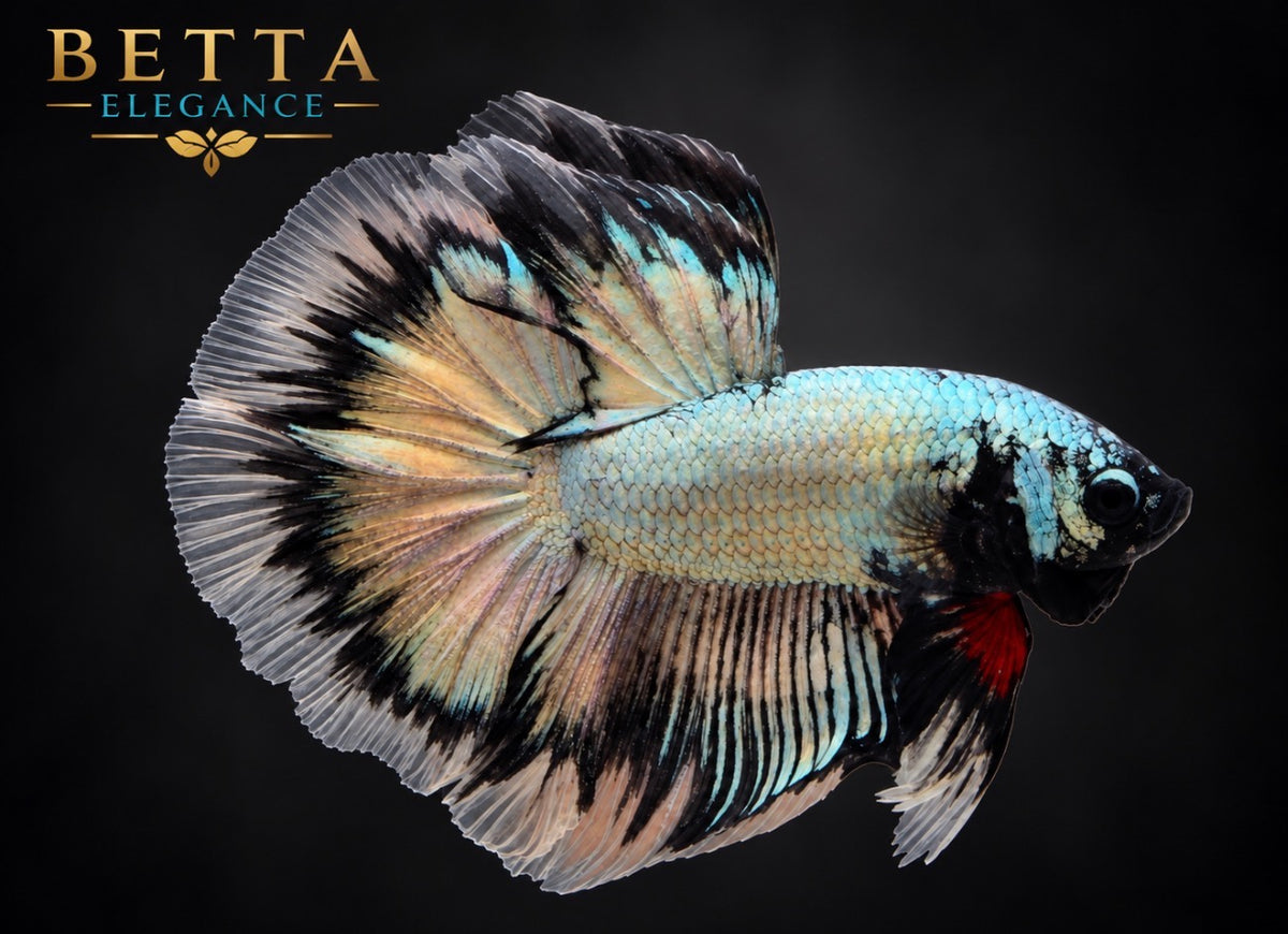 LIVE MALE BETTA / BLACK COPPER HALFMOON #ML1231