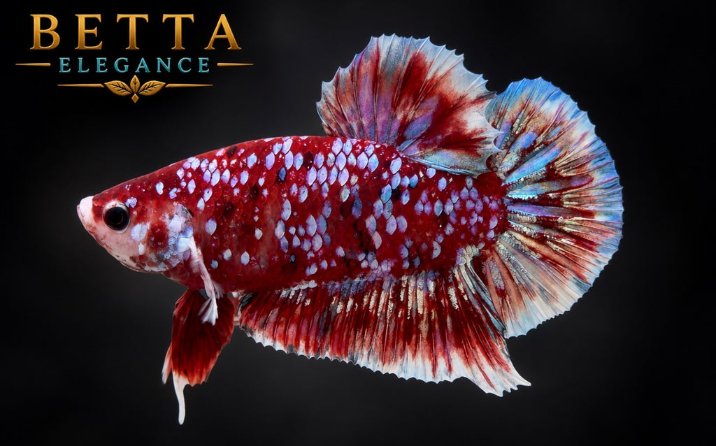 LIVE MALE BETTA / RED GALAXY KOI HMPK #ML1224