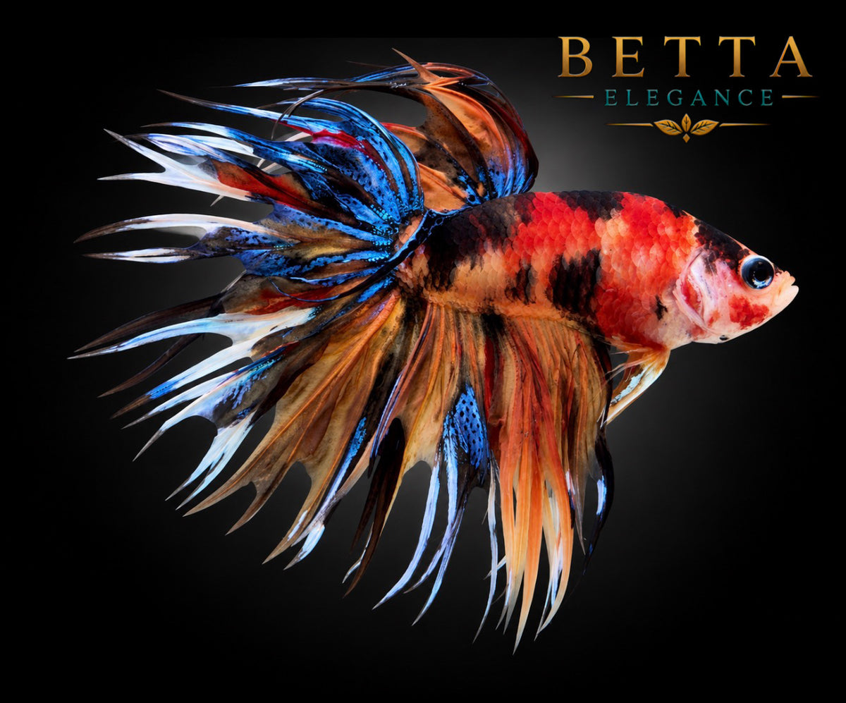 LIVE MALE BETTA / NEMO GALAXY CROWNTAIL #ML1211