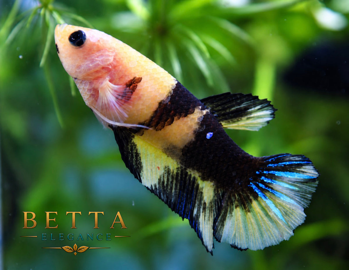 LIVE FEMALE BETTA / YELLOW FANCY HMPK #FM1116