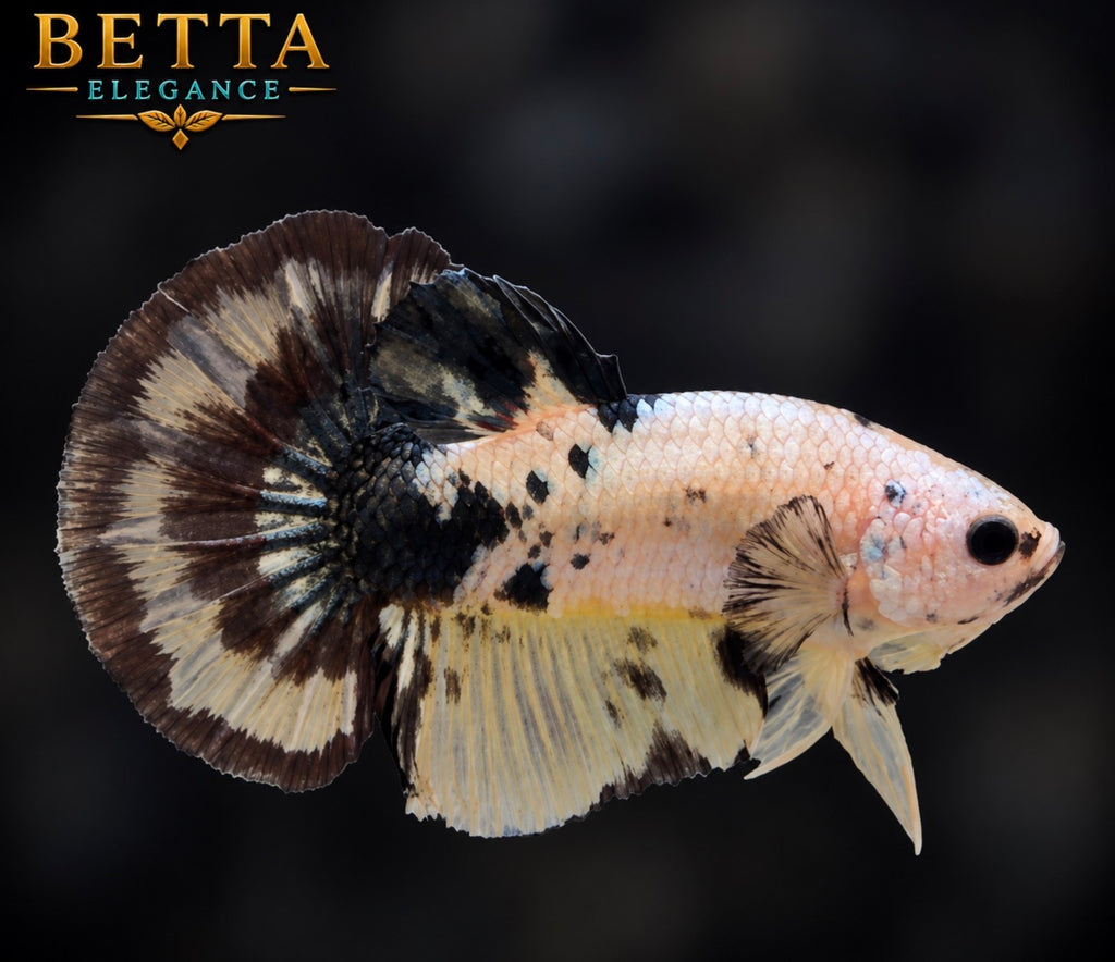 LIVE MALE BETTA / FANCY YELLOW HMPK #ML1246