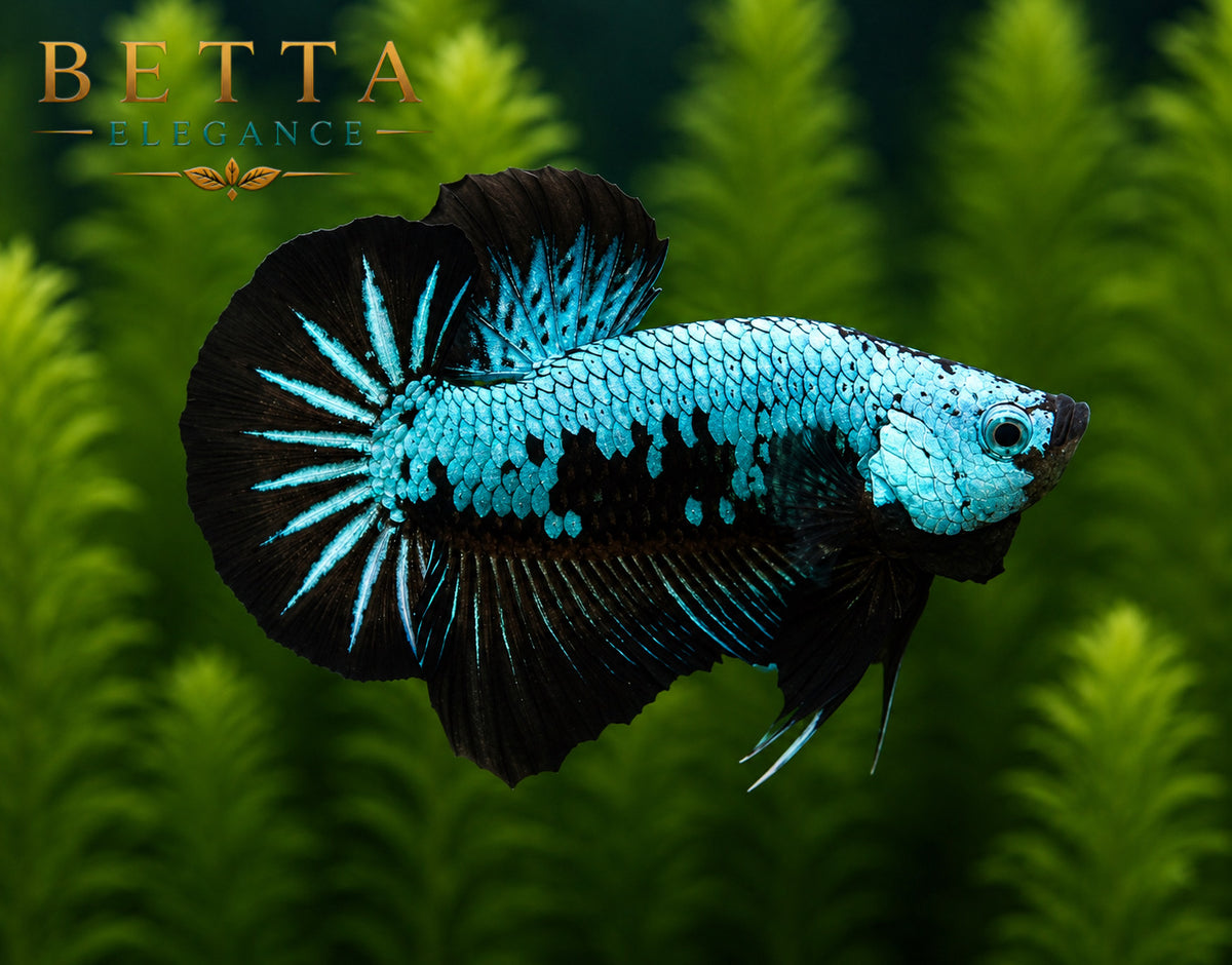 LIVE MALE BETTA / BLUE SAMURAI HMPK #ML0993