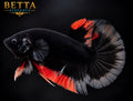 LIVE MALE BETTA / BLACK LAVA BUTTERFLY HMPK #ML1245