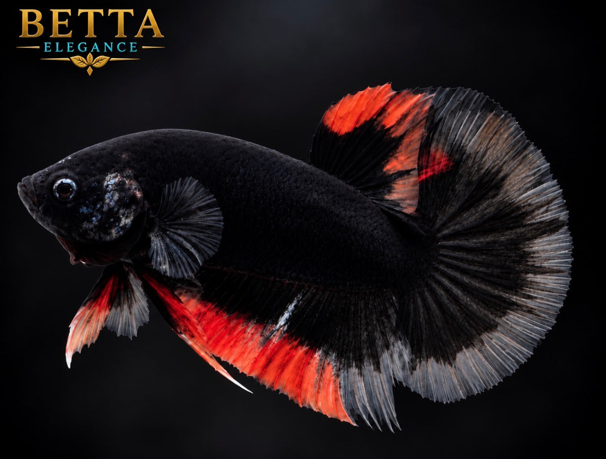 LIVE MALE BETTA / BLACK LAVA BUTTERFLY HMPK #ML1245