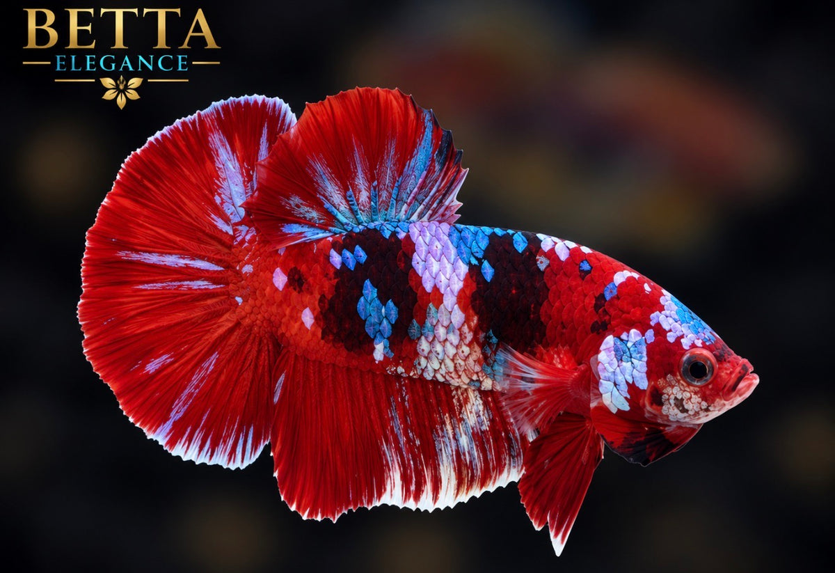 LIVE MALE BETTA / RED GALAXY HMPK #ML1250