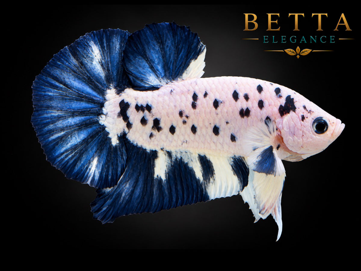 LIVE MALE BETTA / BLUE RIM MILK COW HMPK #ML1214