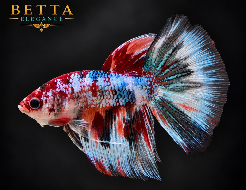 LIVE MALE BETTA / NEMO GALAXY HALFMOON #ML1232