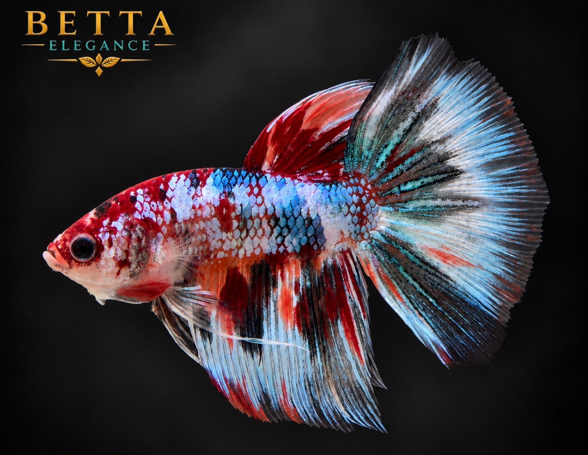 LIVE MALE BETTA / NEMO GALAXY HALFMOON #ML1232