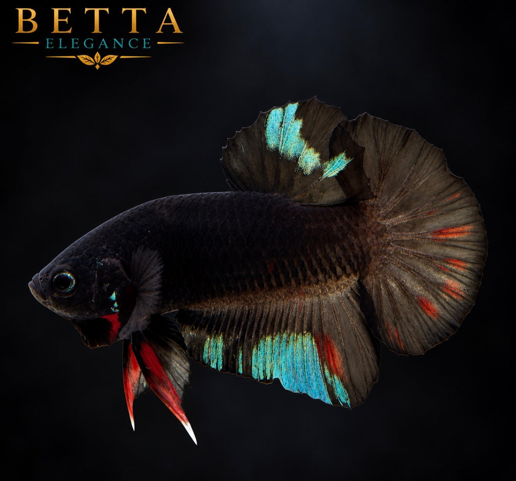 LIVE MALE BETTA / BLACK AVATAR HMPK #ML1227