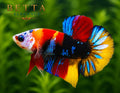 LIVE MALE BETTA / NEMO CANDY GALAXY HMPK #ML0861