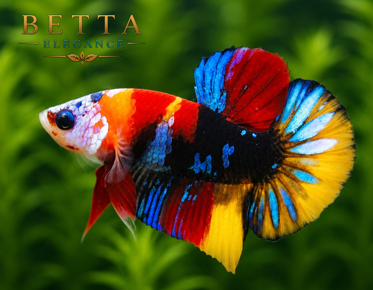 LIVE MALE BETTA / NEMO CANDY GALAXY HMPK #ML0861