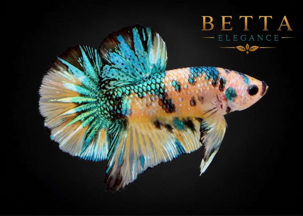 LIVE MALE BETTA / YELLOW FANCY HMPK #ML1210