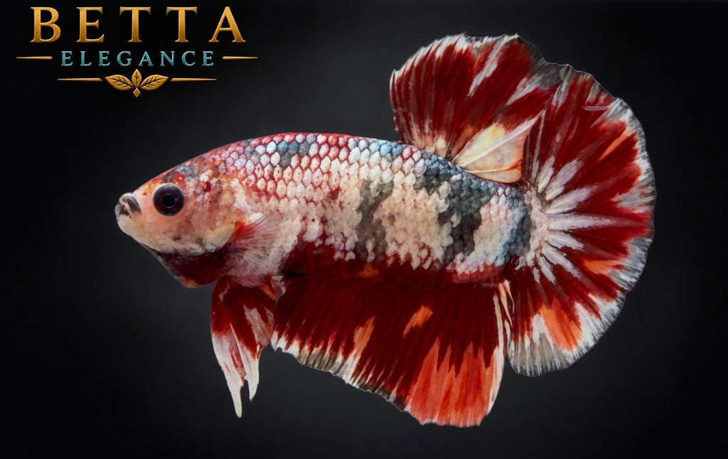 LIVE MALE BETTA / NEMO COPPER HMPK #ML1223