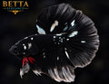 EXOTIC LIVE MALE BETTA / BLACK GALAXY HALFMOON #ML1252
