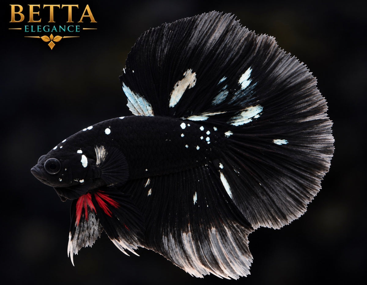 EXOTIC LIVE MALE BETTA / BLACK GALAXY HALFMOON #ML1252